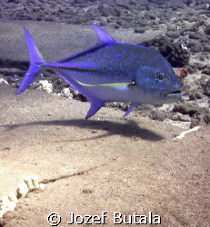 Blue Ulua by Jozef Butala 
